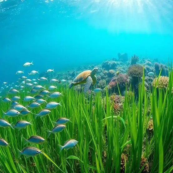 Bodrum kıyılarında deniz çayırları alarmı