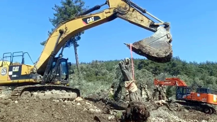 İkizköy yakınlarında ki Çamköy’de zeytin ağacı kıyımı