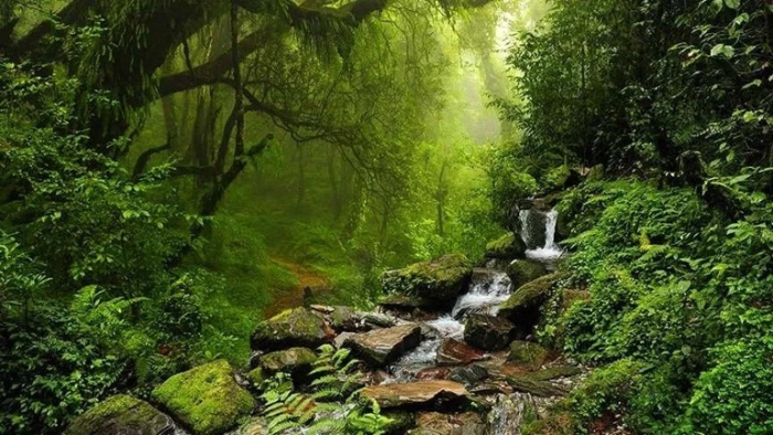 İklim Adaleti Koalisyonu'ndan Dünya Amazon Günü Açıklaması